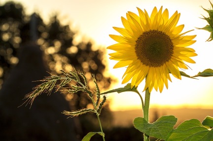 sunflower-in-field